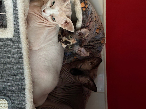 Bonded Pair of Gorgeous Sphynx Cats (Brother & Sister) - Urgent Move. With a very heavy heart...