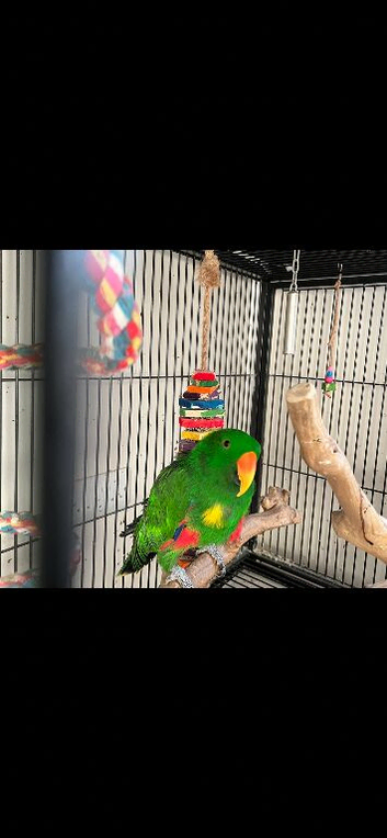 Eclectus Parrots