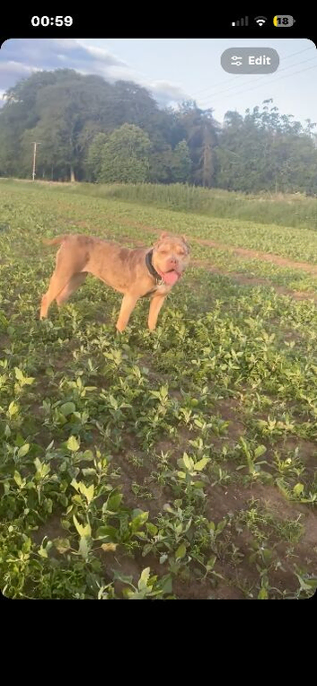 American bully