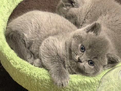 British Shorthair kittens only 4 left