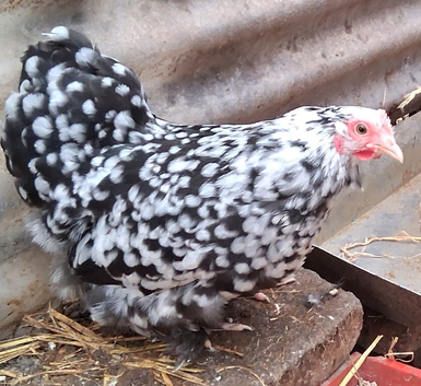 Peking banties pullets