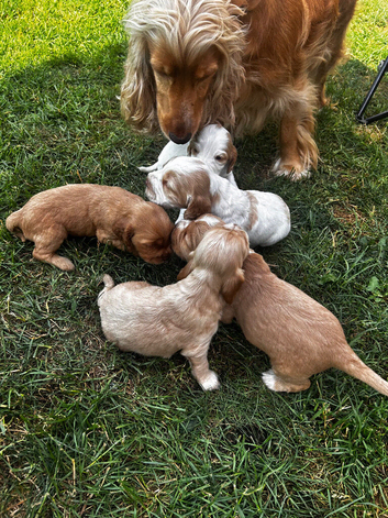 Colourful Show type puppies