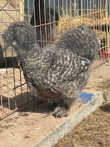 USA silkies