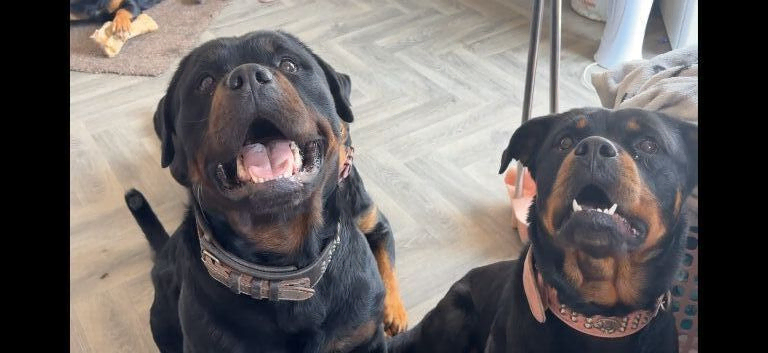 Beautiful Rottweiler pups for sale