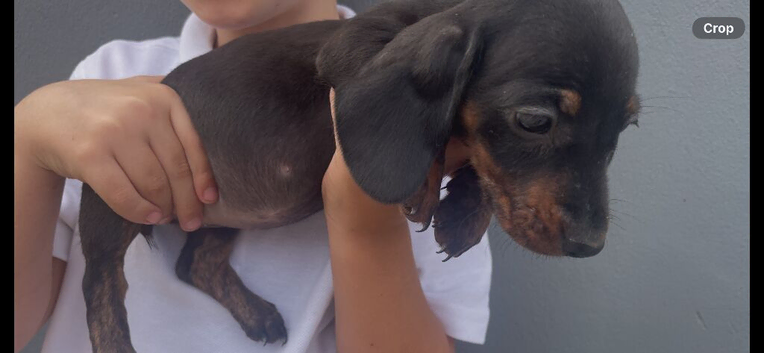 1 dachshund puppy