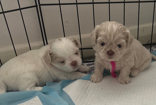 Five Beautiful White Lavender Imperial / Tea- Cup Shih Tzu&rsquo;s