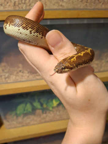 Kenyan Sand Boa het Snow