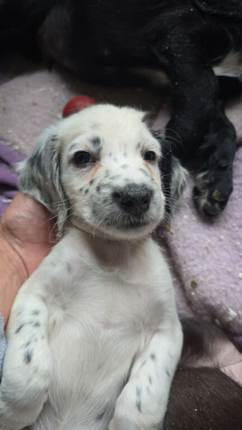 Sprocker puppies