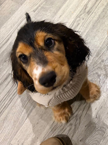 1 boy left  Rare Coloured Show-Type Cocker Spaniel Puppies