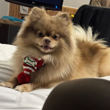 3 Adorable Pomeranian Boys