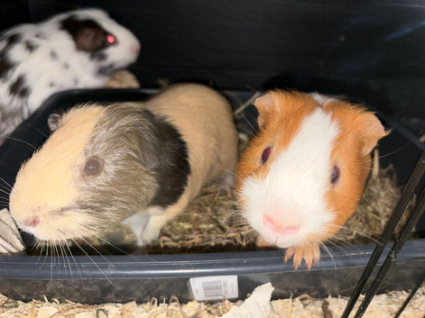 3 male guineas all bonded