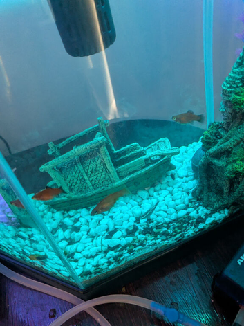 Mollies fish x 6 and two platy