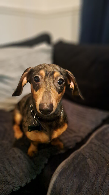 2.5 yr old dachsaud for sale