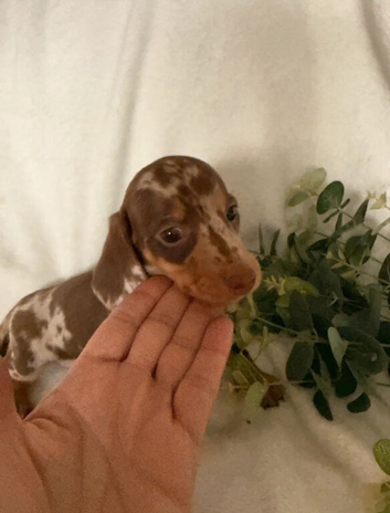 Lovely Miniature Dachshund Puppies