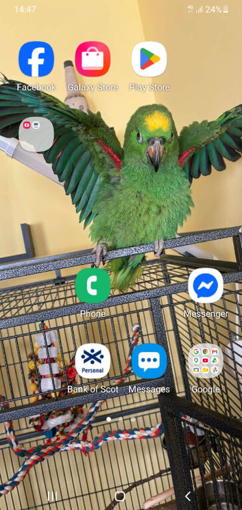 7 mobth old yellow head parrot