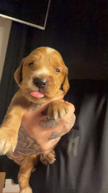 Cockapoo puppies