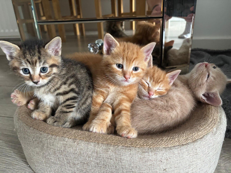 Lovely 6-week-old kittens looking for their forever homes.