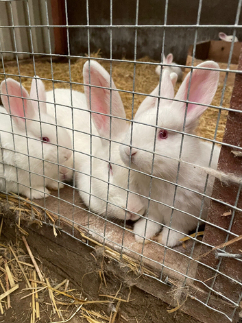 Baby rabbits