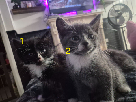 5 lovely kittens