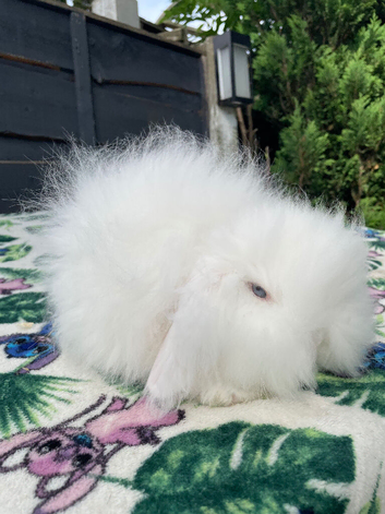 Beautiful TeddyWidder Bunnies