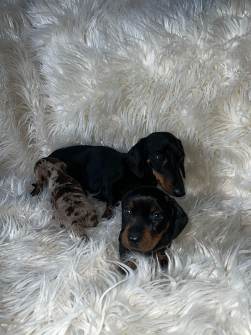 Miniature Dashound short haired female