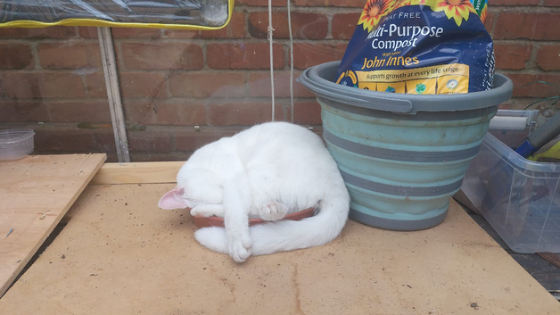 Pet sitting service & or plant watering service