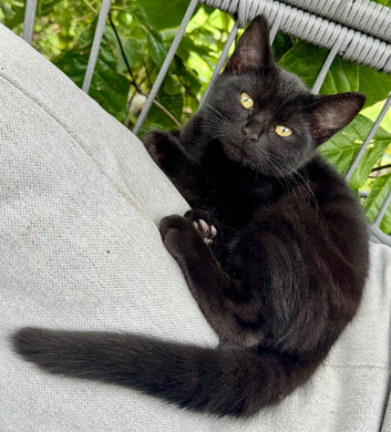 British shorthair kittens black