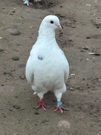 Pigeon for sale