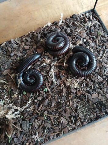 3 giant african millipede