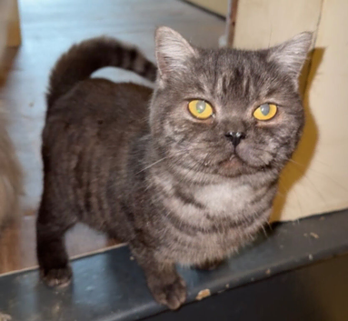 British shorthair