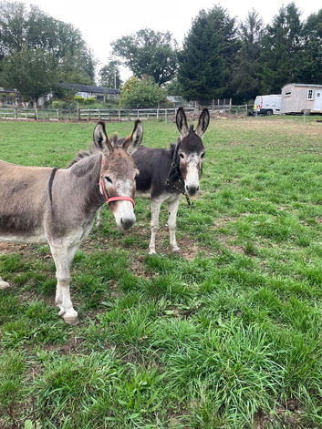 Pair of jenny&rsquo;s