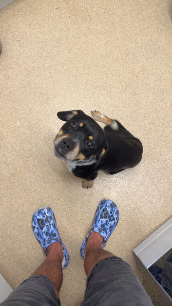 Rottweiler x collie