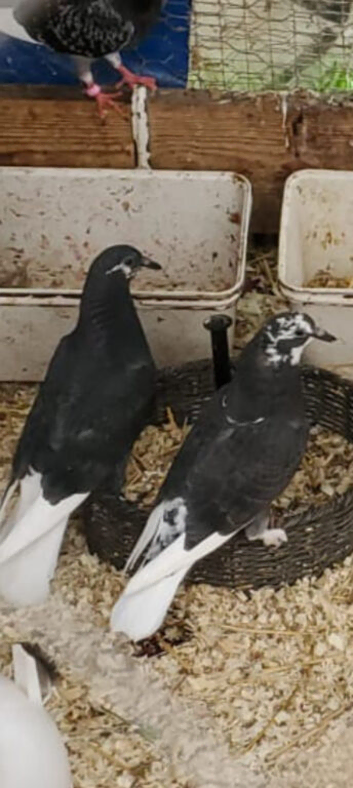 Beautiful pigeons