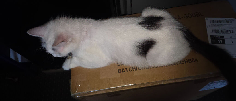 Female cat