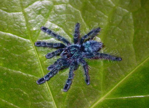 Tarantulas for sale
