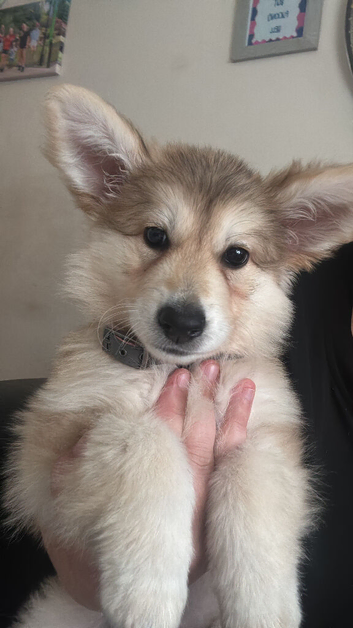 German shepherd