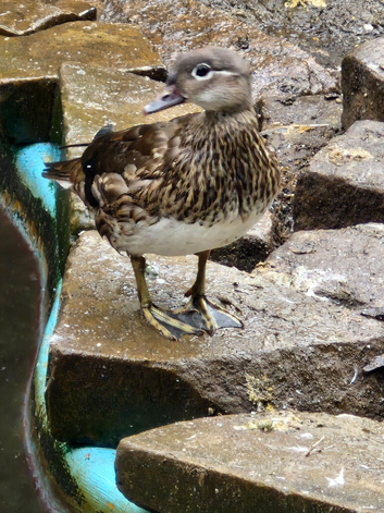 Mandarin Ducks 2026