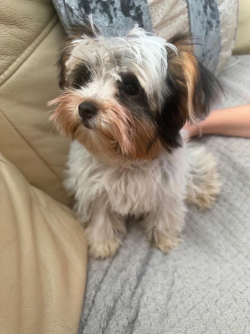 Biewer terrier girl