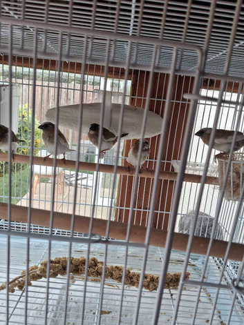 X4 lovely bengalese finch