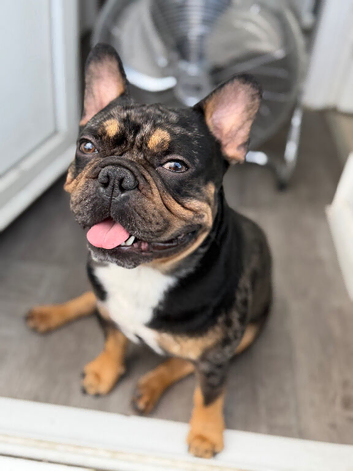 Beautiful Merle to be stud