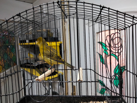 Self green yellow fife canary male