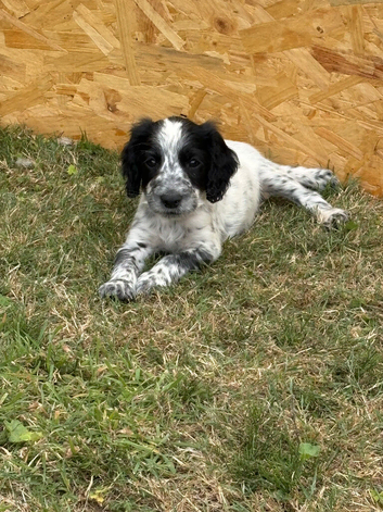 Cocker spaniel