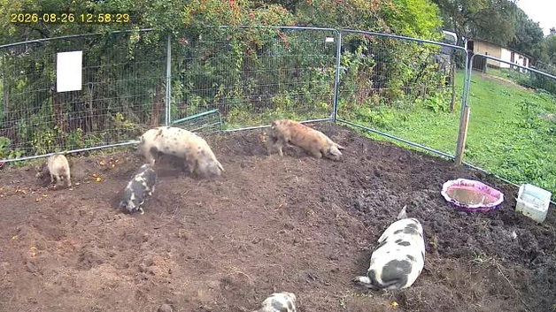 2 male pigs