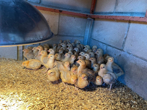 Guaranteed Green/Blue Egg laying pullets