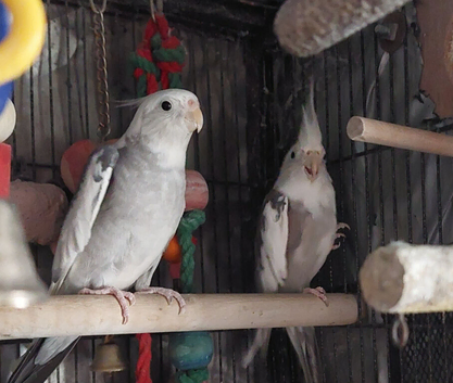 2 cockatiels aviary birds snowy is a male around 4 year old who talks says show me your boobies and other words not surr about the sex of other one bu