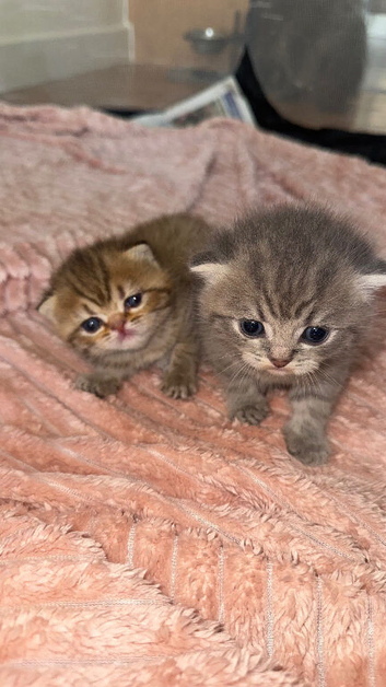 British Shorthair x Persian Kittens