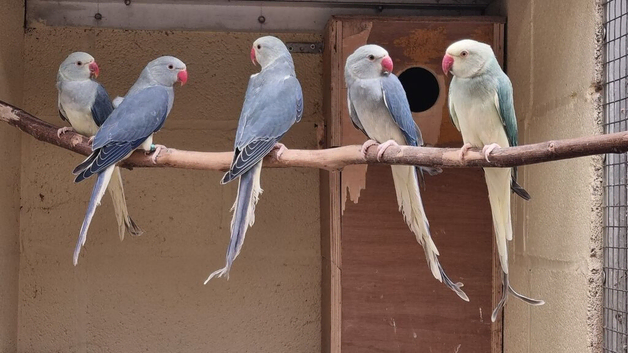 MUTATION RINGNECKS