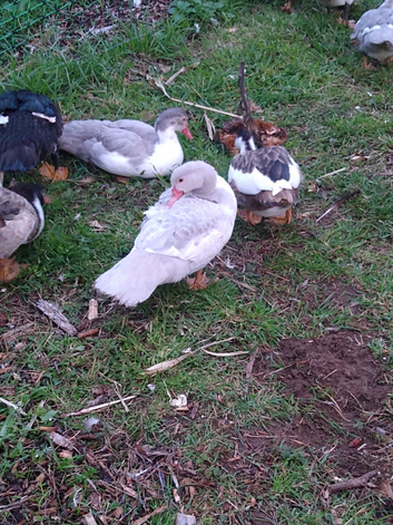 5 x female muscovy ducks various colours 2026 hatch