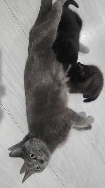 Male and female kitten's