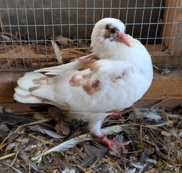 Modena pigeon